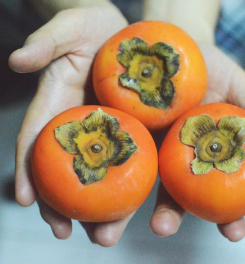 three winter persimmons on top of man's palms.
