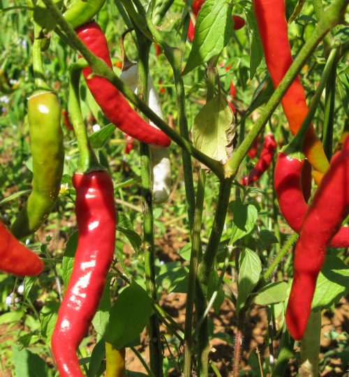 The chili pepper (chile pepper, chilli), the fruit from the genus Capsicum. Evidence of the use of chili peppers in Southeast Asia can be found in stone inscriptions from the Bagan period of the 13th century Myanmar.